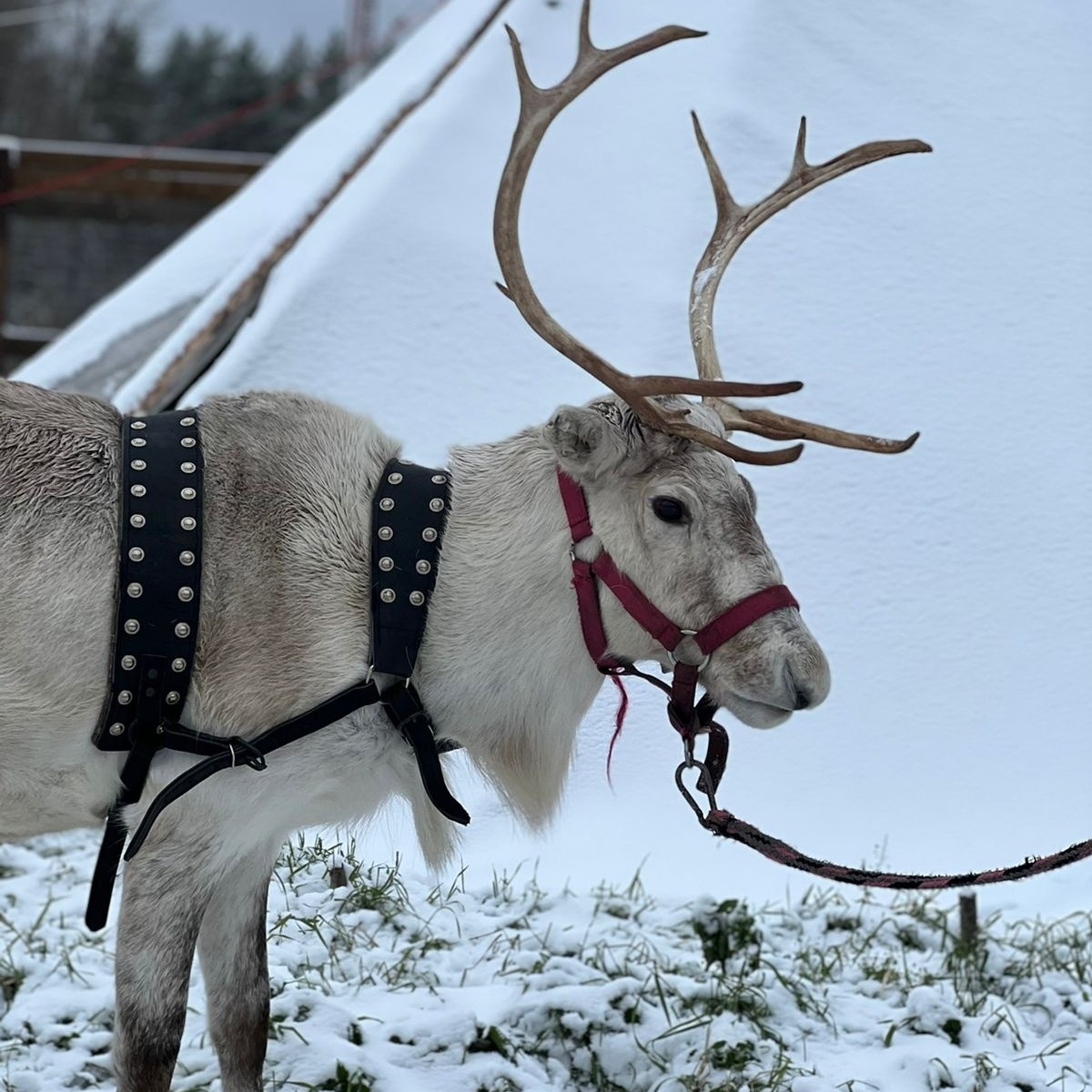Прогулка на ранчо для двоих