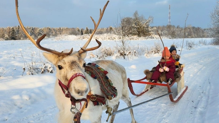 Катание на оленях на ферме