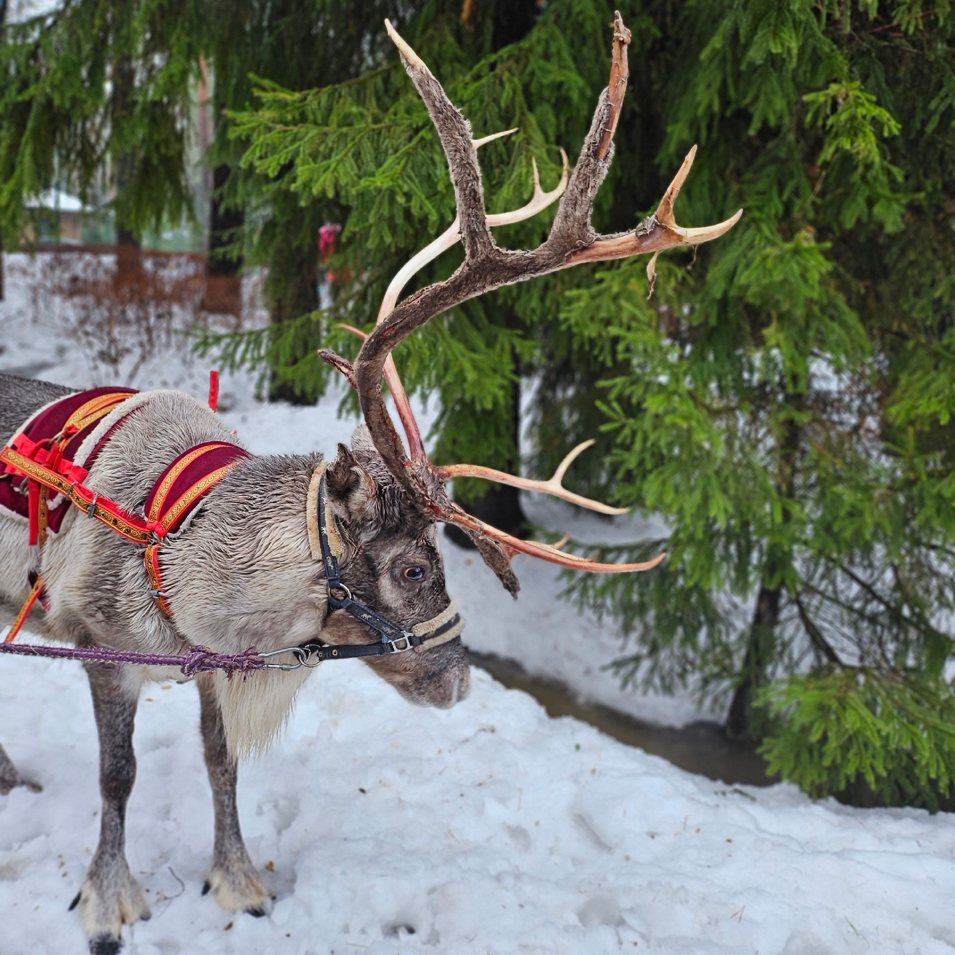 Посещение фермы с животными